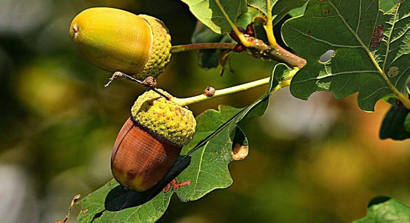 Elképesztően finom és egészséges – a makk-kávé visszatért!