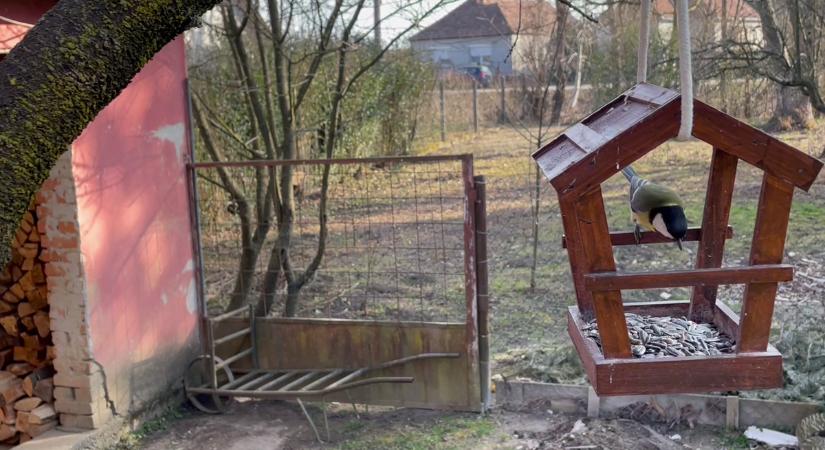 A téli madáretetés gondos szabályai