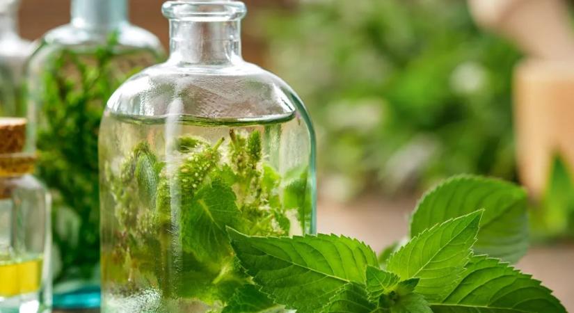 A menta titkos ereje: természetes étvágycsökkentő és frissítő szövetséges a karcsúság útján