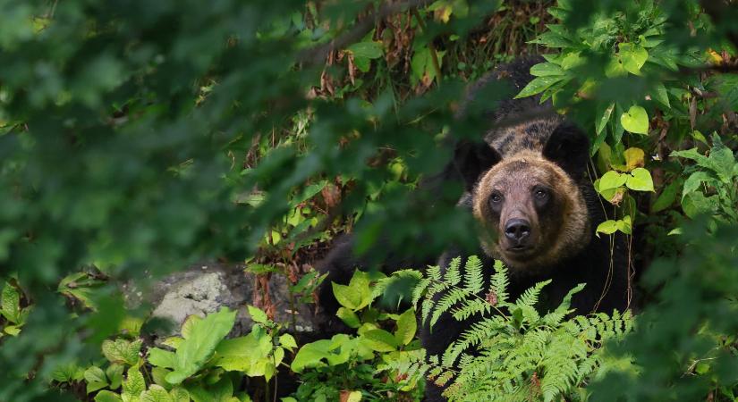 Ugató drónok, széttépett emberek – Japánban már a hadsereg egységeit is bevetik a gyakori medvetámadások miatt