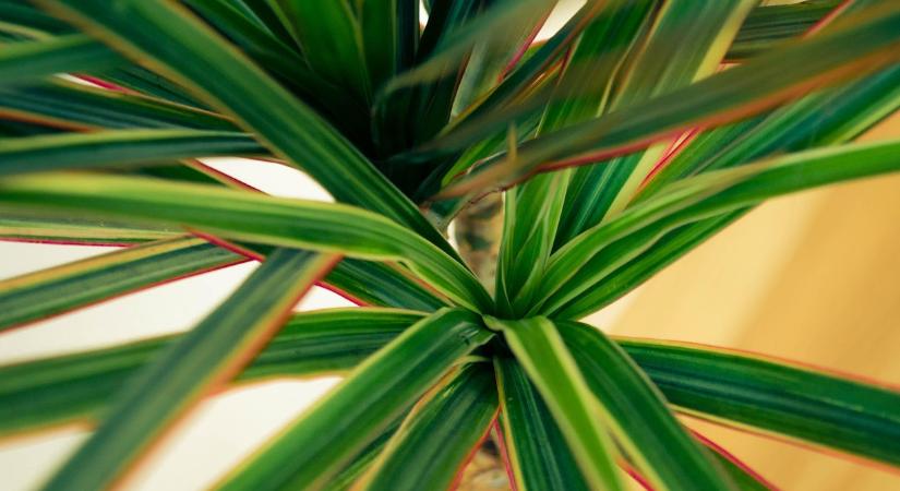 Ezt igényli a dracéna, hogy az otthona legszebb dísze legyen