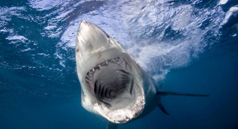 Gyanútlanul szörfözött a férfi, amikor hirtelen nekirontott egy cápa: videón a vérfagyasztó eset