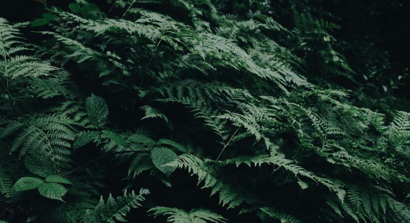 Fitobányászat – újabb bevételi forrás lehet majd a gazdáknak?