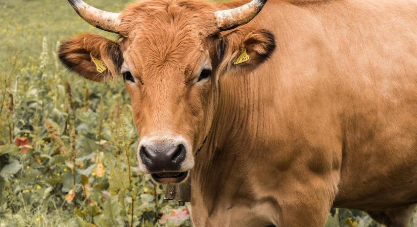 Állattartás a regeneratív mezőgazdaságban