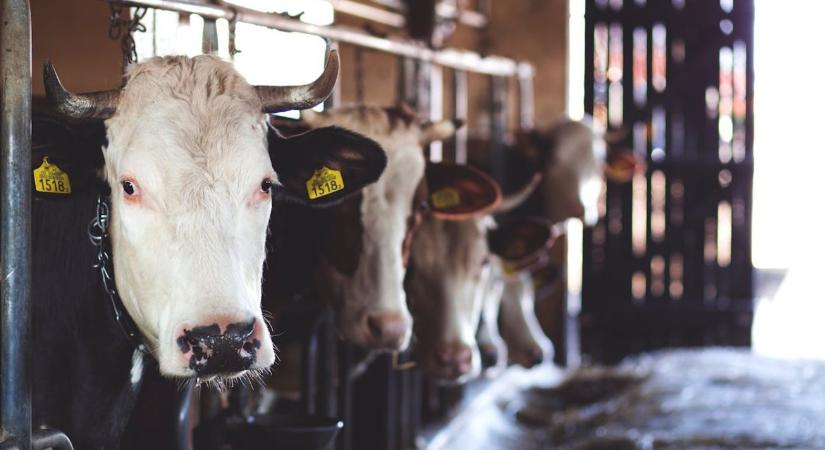 Komoly segítséget kapnak a járvány által sújtott állattartók