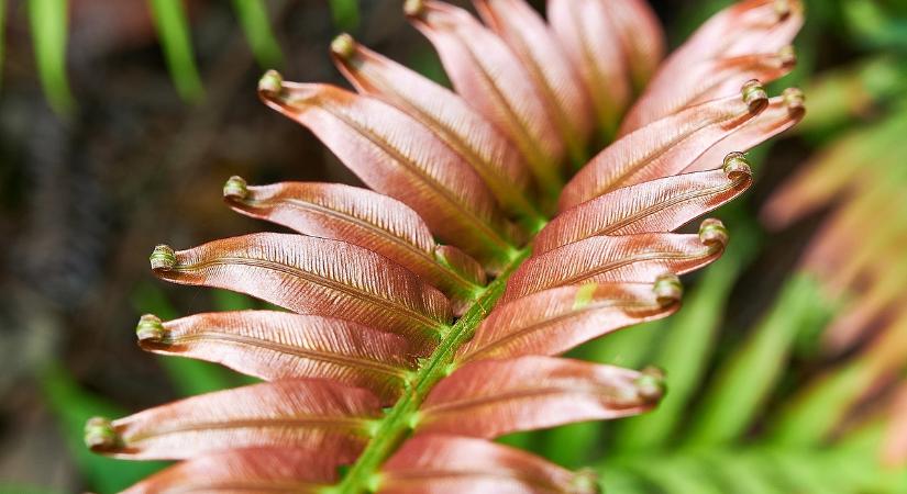 Ritkaföldfémeket termelő páfrányt fedeztek fel a kínaiak