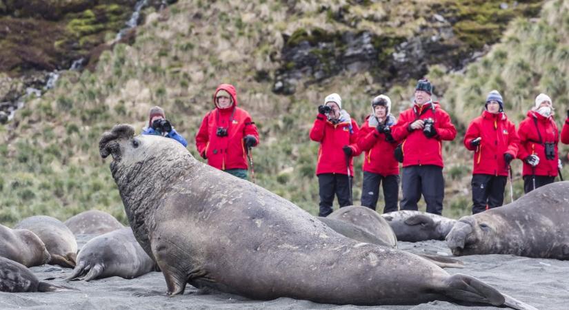 Madárinfluenza végzett rengeteg elefántfókával a Déli-sark közelében