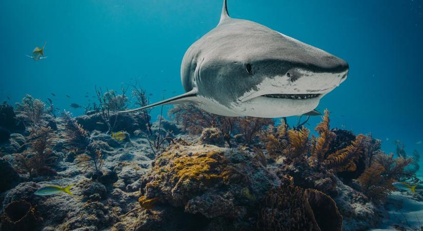 Cápák kokainon: így befolyásolják a kábítószerek a tengeri élővilágot