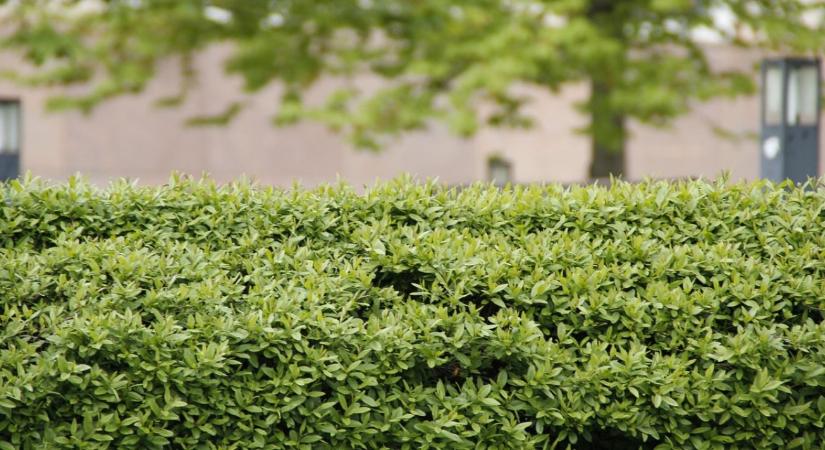 Sövény téliesítése – fajtánkénti útmutató a károk megelőzéséhez