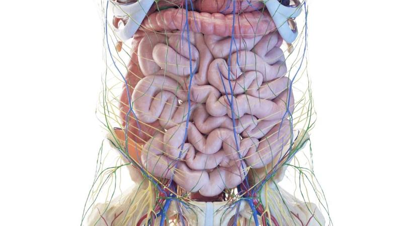 Így akadályozható meg a rákkeltő anyagok felhalmozódása a belekben
