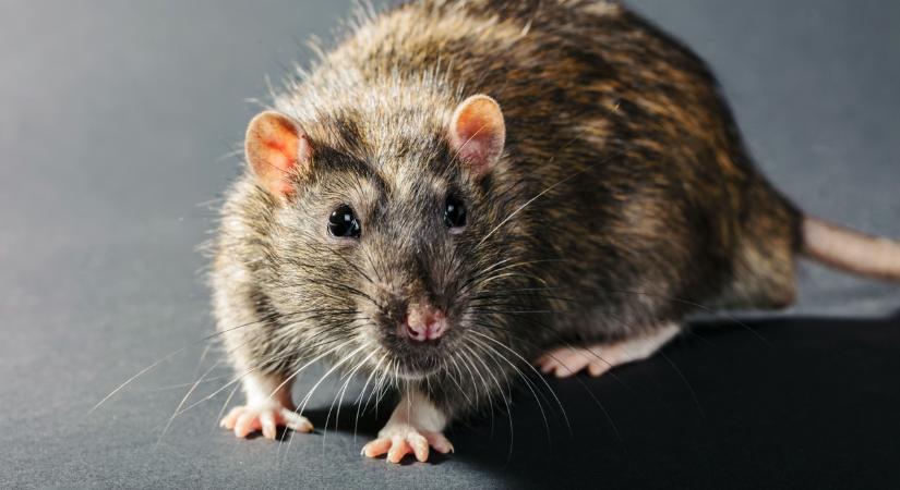 Pikó, az állatbarát: a polgármestert láthatóan nem zavarja, hogy patkányok között sétálgat a fővárosban