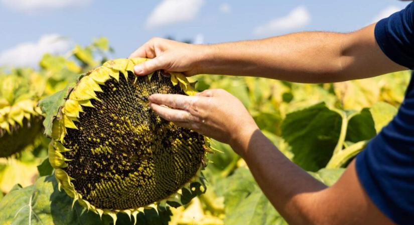 Aszály, gyenge termés, technológiai áttörések – így zárult a 2025-ös agrárszezon
