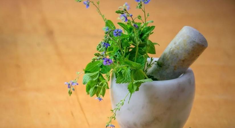 A leghatékonyabb gyógynövények megfázás és köhögés ellen