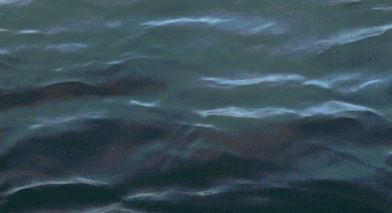 Egy gyilkos bálnák elől menekülő fóka felkapaszkodott egy hajóra, azonnal az internet sztárja lett