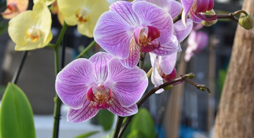 Mitől pusztulhattak el idén az orchideáim?