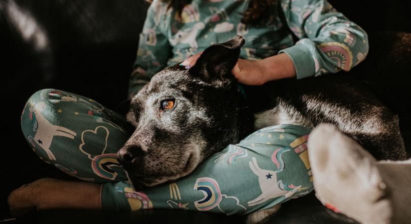 Honnan tudhatod, ha kutyádnak agyvérzése van? 10 tünet, amit nem szabad figyelmen kívül hagyni