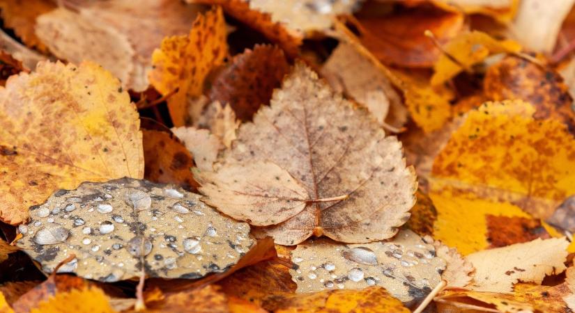 Összegyűjti a faleveleket a kertben? Súlyos hibát követ el