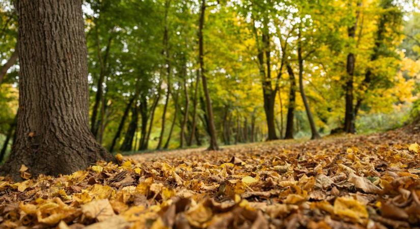 Mi történik a falevelekkel begyűjtés után? Mutatjuk!