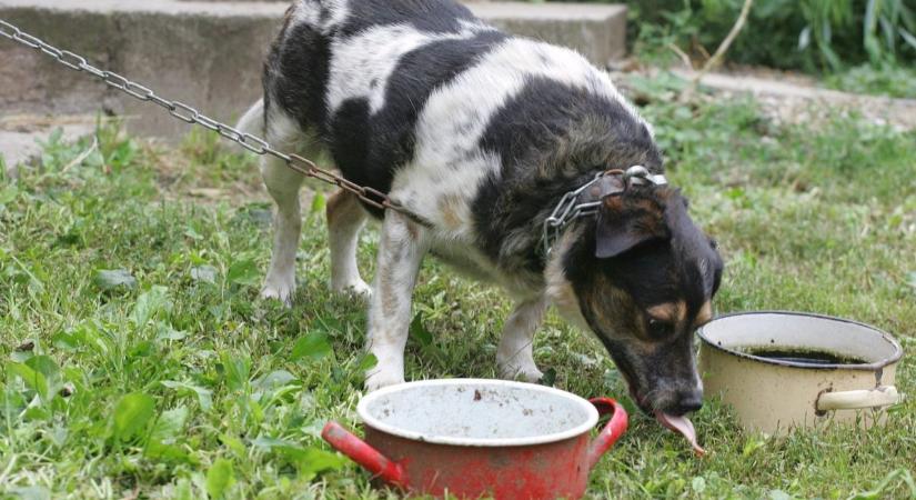 Ítélet született az állatkínzó ügyében - ennyit ér a kutyaélet