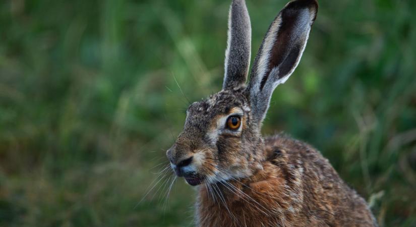Egy új, mutálódott vírus tűnt fel, amely komoly veszélyt jelenthet