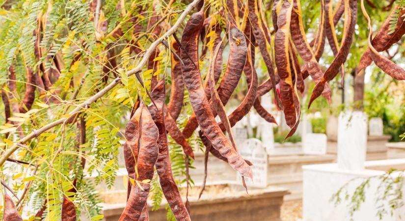 Légúti megbetegedésre: gyógyszer helyett készítsd el a régi idők kanalas orvosságát