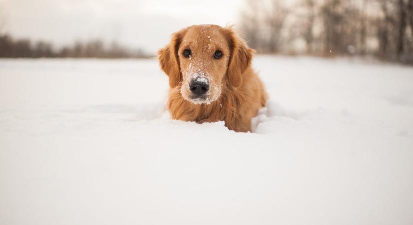 Mikortól van túl hideg ahhoz, hogy megsétáltassuk a kutyát?
