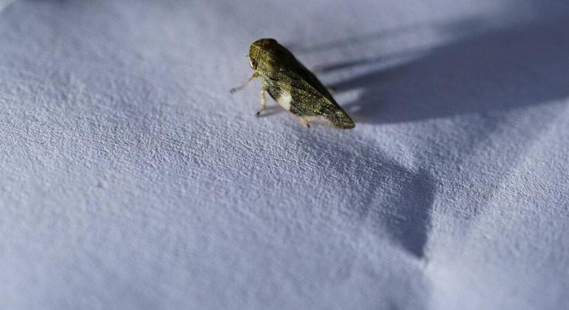 Fogaskerekeket találtak egy aprócska rovarban, teljes a tanácstalanság a kutatók körében