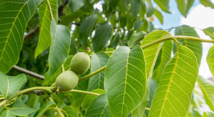 Csodaszer a népi gyógyászatban ennek a fának a levele: a gyulladást is csökkenti