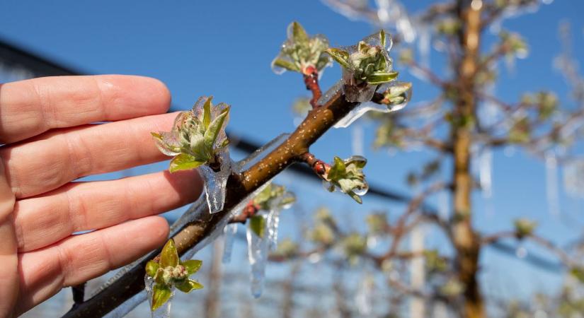 Hirtelen fagy csaphat le szerdán, veszélyben lehetnek a gyümölcsfák rügyei