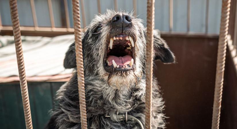 Drámai percek Kecskeméten: kutyaharapás után lett rosszul egy fiatal nő