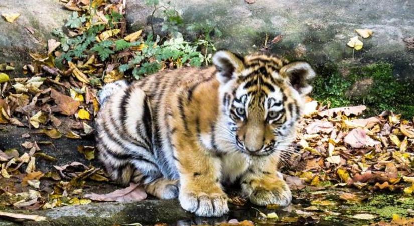 Miért nem válhat bármilyen állatból házikedvenc?