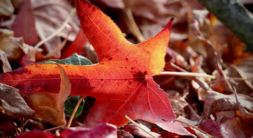 Füstbe ment egészség: miért veszélyes az avarégetés?