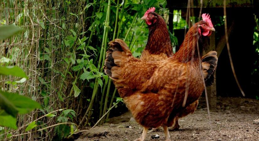 Újabb forrás nyílt meg a madárinfluenza elleni védekezésre