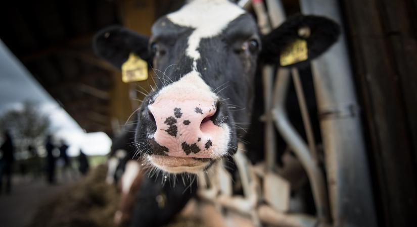 Hosszabb ideig jár a bérgarancia a száj- és körömfájással érintett gazdáknak