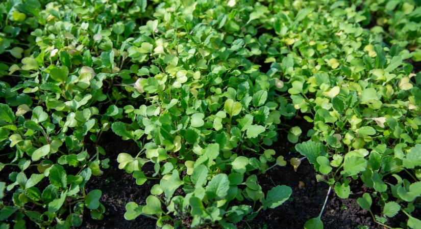 Ezt sokan elrontják a földeken: nagyot bukhat, aki erre nem figyel oda