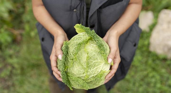 Káposztafejjel dobták meg az amerikai elnököt: így reagált az inzultusra Howard Taft a múlt században