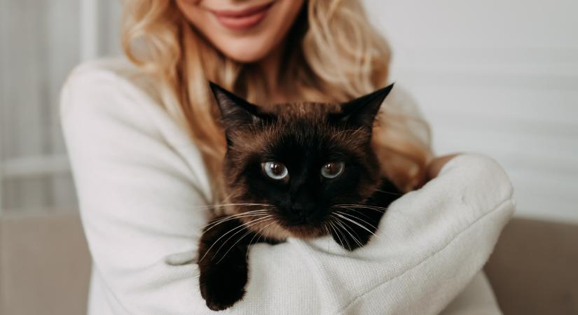 Hibák a macska nevelése során, amit a gazdik már bánnak