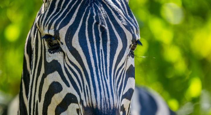 Ilyen zebrát még nem láttál: szerencsés helyre született