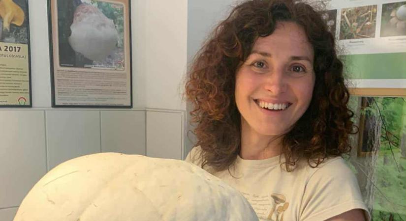 A természet óriása a tányéron – az óriás pöfeteg titkai