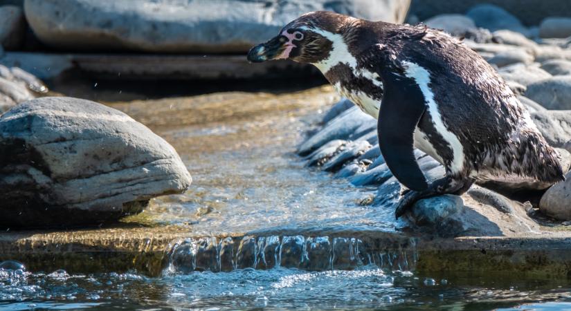 Döbbenetes katasztrófa fenyeget: teljesen eltűnhet egy állatfaj a Földről