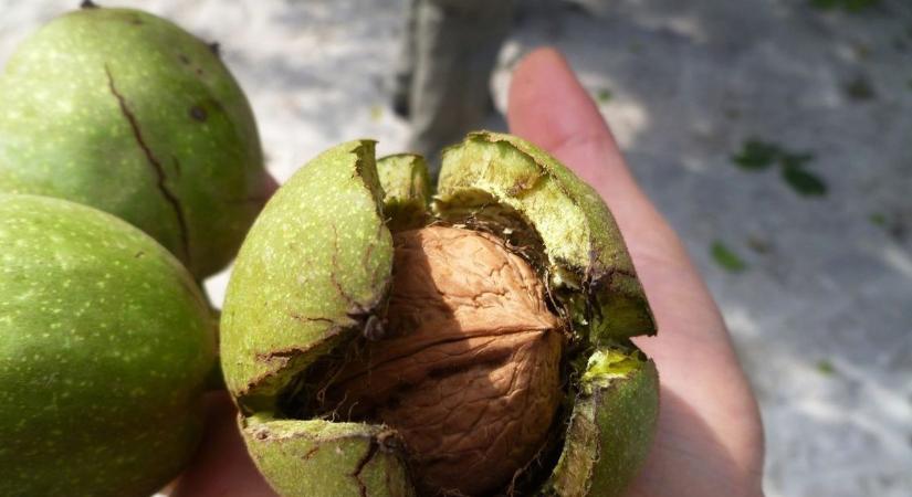 Évek óta pusztítja a termést, most új megoldás adhat reményt a kiskerteknek a dióburok-fúrólégy elleni harcban