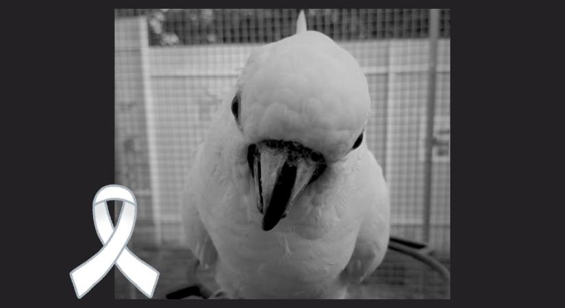 Nincs már remény, Sári sosem tér haza, tragikus hirtelenséggel elhunyt