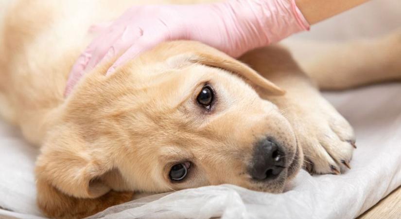 A parvovírus komoly veszélyt jelent: az állatorvos elmondta, mely tüneteknél kell azonnal cselekedni