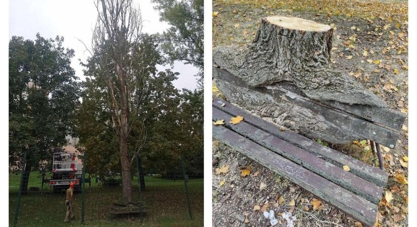 A paddal összenőtt, ikonikus jegenyenyár már csak emlék, a kivágott fa eltávolítása elkerülhetetlen volt
