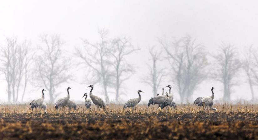 Megérkeztek az első darucsapatok Kardoskútra