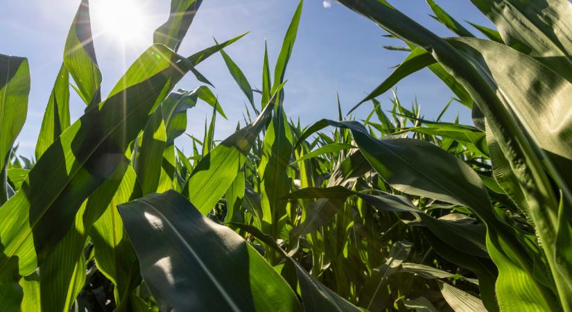 Leáldozott a magyar kukoricának? Már csak így lehet termelni itthon