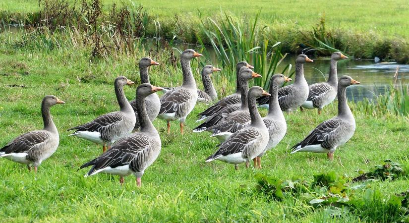 A madárinfluenza megelőzését többletforrással támogatja a kormány a víziszárnyas-ágazatban
