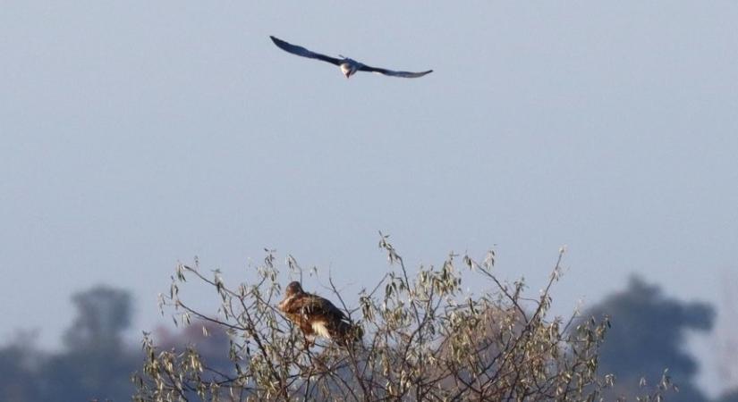 Komoly csatákat vív a fiatal kuhi a Kopáncsi-pusztán