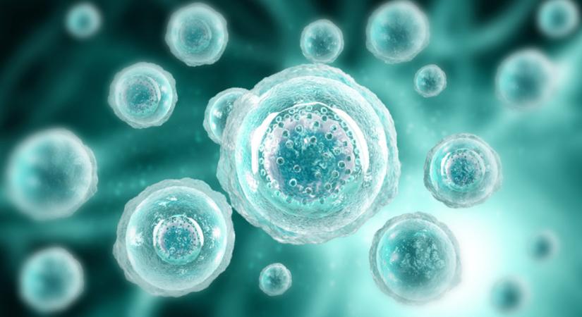 Petesejt-adományozás – Egyelőre mégsem szavaz a parlament