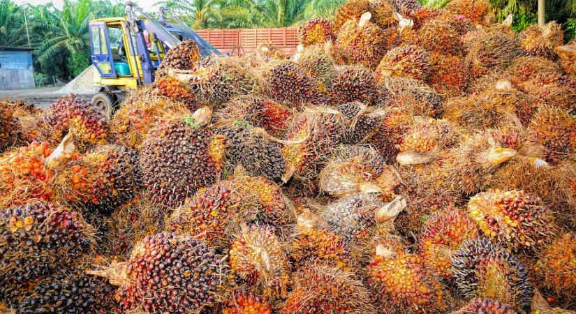 Ok nélkül démonizáltuk a pálmaolajat? Most minden kiderül...